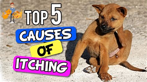 6 Causes For Scratching in Dogs + Tips (2020 Guide Upd.)