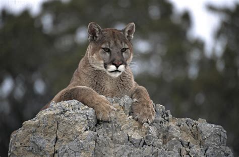 What to know about unconfirmed mountain lion sightings in CT