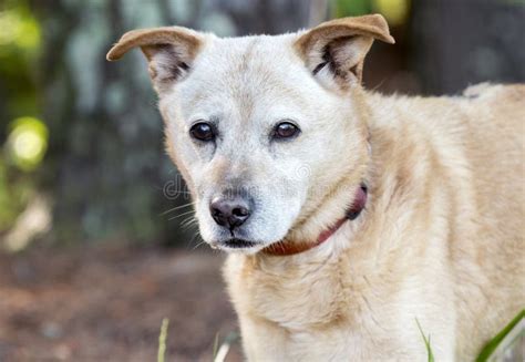 Yellow Lab Heeler Mix Breed Dog Outside on Leash Red Collar Stock Photo - Image of yellow ...