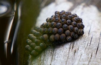 Giant Water Bug Eggs - What's That Bug?