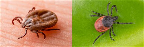 6 Types of Ticks Found In North Dakota! (ID GUIDE) - Bird Watching HQ