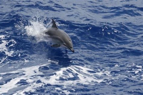 Clymene Dolphin | NOAA Fisheries