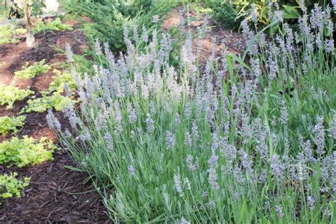 Munsteads Lavender - Tree Top Nursery & Landscape Inc.