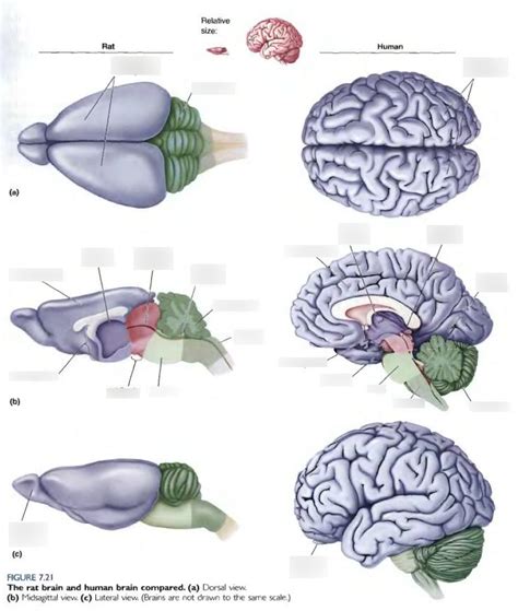 Rat and human brain comparison Diagram | Quizlet