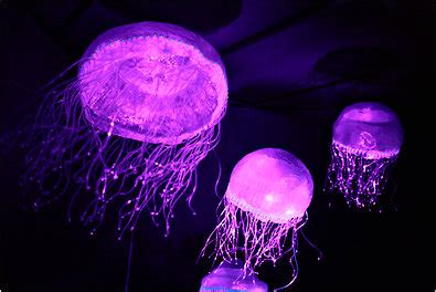 10 Interesting Jellyfish facts | My Interesting Facts