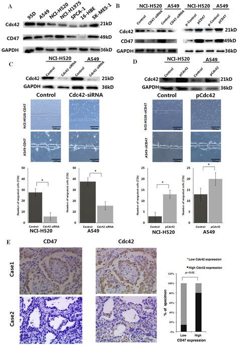 CD47 expression correlates with Cdc42 expression in NSCLC.: (A) Western ...