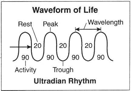 The Science of Why Energy Management is the Key to Peak Productivity