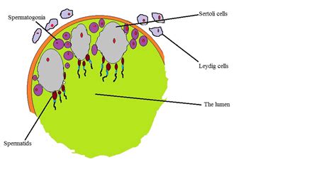 Leydig Cells - Location, Function, Secretion and Vs Sertoli cells