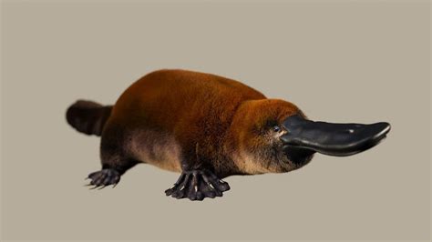 Ancient platypus cousin lived alongside dinosaurs