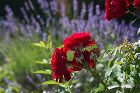 A Garden with Roses and Lavender Stock Image - Image of combination ...