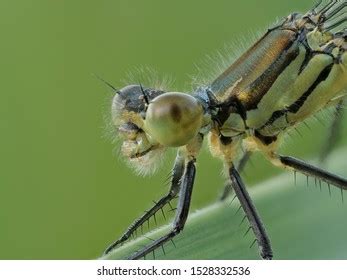 Head Compound Eyes Dragonfly Lateral High Stock Photo 1528332536 ...