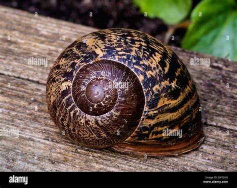 Snail Shell Texture