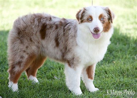 red merle aussie puppy for sale - Natacha Peachey