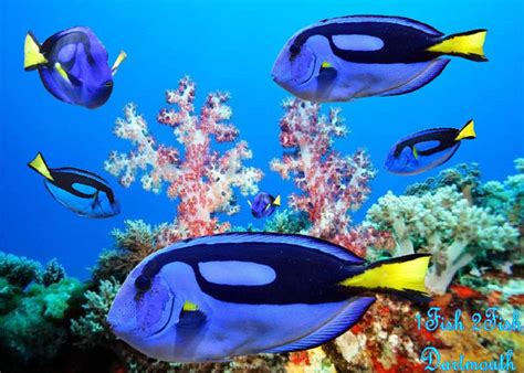 Blue Regal Tang "Paracanthurus Hepatus" – 1 Fish 2 Fish Dartmouth