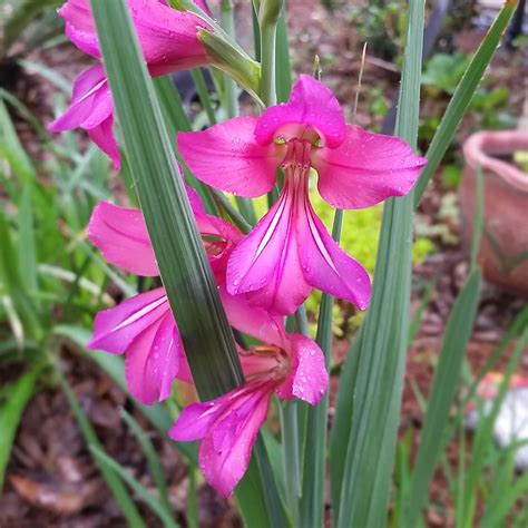 Common corn-flag (Gladiolus communis) Flower, Leaf, Care, Uses ...