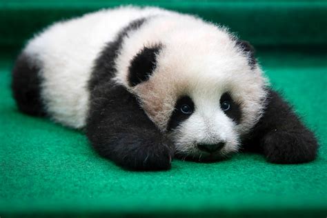 Steam Community :: Guide :: Cute pandas to admire whilst waiting