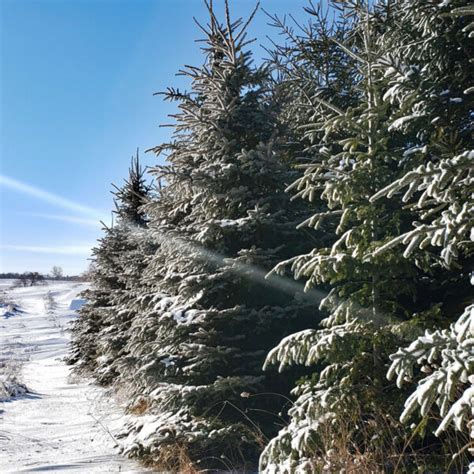 Best Windbreak Trees for Warm or Cold Climates