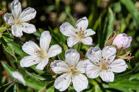 Wildflower Festival Crested Butte, CO 2019 on Behance