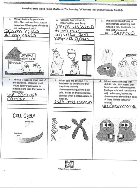 Amoeba Sisters Mitosis Worksheet Answer Key