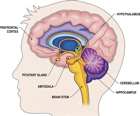 Hippocampus: Function, size, and problems