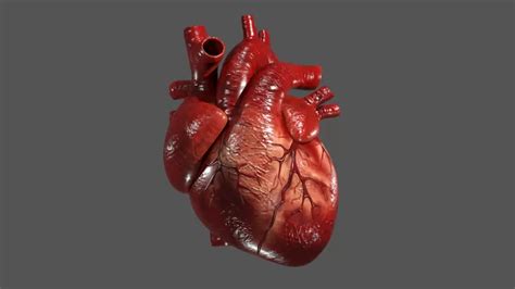 Human Heart 3D Printing Model - Threeding