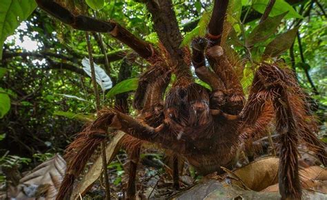 Meet The Goliath Birdeater, The World's Biggest Tarantula