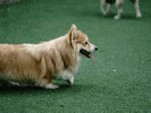 Corgi Happy GIF - Corgi Happy Corgiaday - Discover & Share GIFs