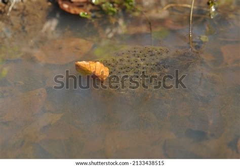 Frog Eggs Life Cycle Frogs Frogspawn Stock Photo 2133438515 | Shutterstock