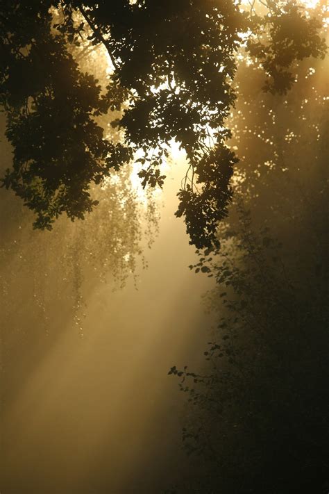 Free Images : tree, nature, branch, sky, sun, fog, sunrise, sunset ...