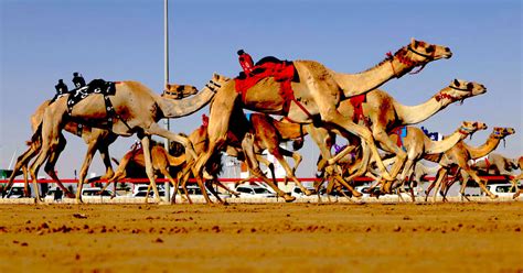 Meet the tiny robot jockeys riding Dubai's racing camels