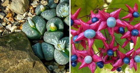 21 Rare Plants to Give the Gardener Who Has Everything - Gardening Channel