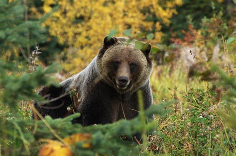 Grizzly Bear in fall Photograph by Dave Parker - Pixels