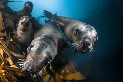 Greg Lecoeur Underwater and Wildlife Photography | Stellar Sea Lion