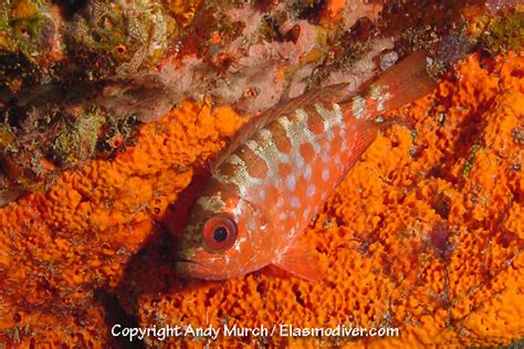 Glasseye Snapper Pictures - images of Priacanthus cruentatus