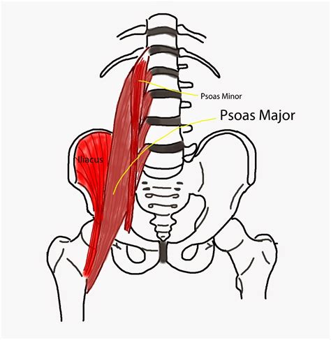 psoas - définition - C'est quoi