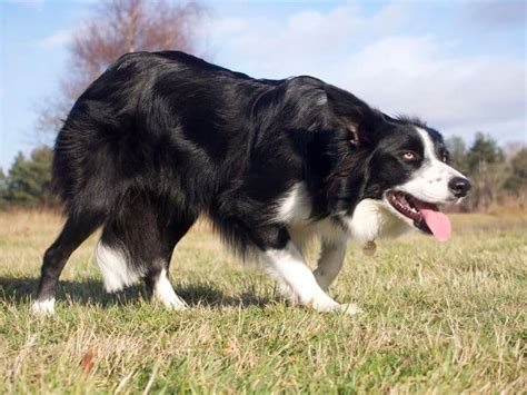 How to Stop Common Herding Dog Behavior Problems - Puppy In Training