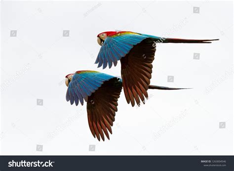 Wo Red Parrots Flight Macaw Flying Stock Photo 1263004546 | Shutterstock