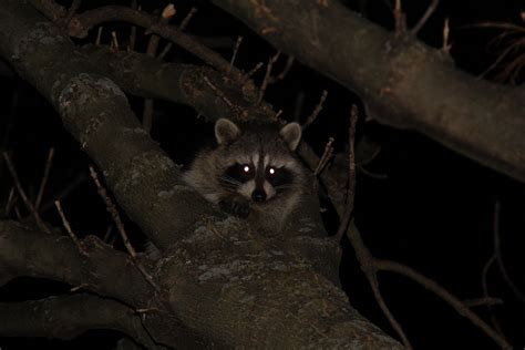 John Koshy: #Wildlife Night of the Raccoons