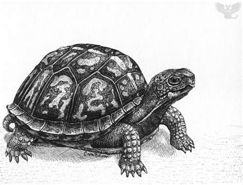 Eastern Box Turtle by Cara Bevan/Art from the Heart | Images tortue, Dessin de tortue, Tortue dessin