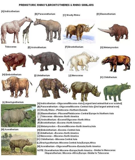 prehistoric rhinoceros Prehistoric Wildlife, Prehistoric World, Prehistoric Creatures ...