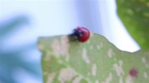 Ladybug walks on green leaf 14307006 Stock Video at Vecteezy