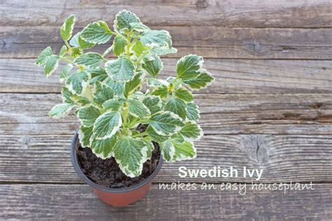 Swedish Ivy Plant Care - How to Grow Plectranthus Indoors