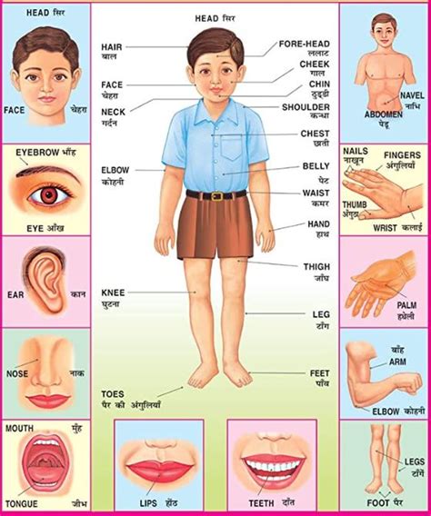 Parts of Body in Hindi - हिन्दी