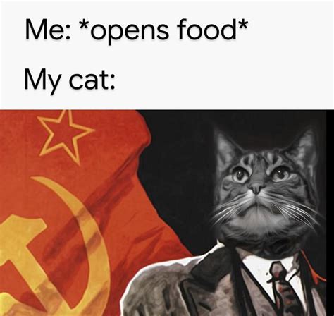 Soviet cat is the hottest new template! Invest in the motherland! : r ...