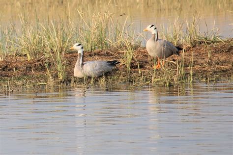 Sultanpur National Park - A Hidden Birding Paradise Near Delhi