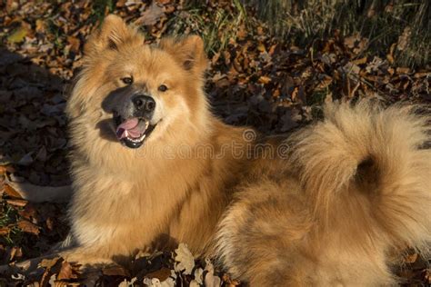 Eurasian dog stock image. Image of fluffy, snout, friend - 202319169