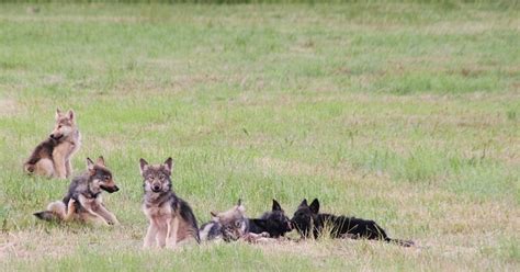 Predator Friendly Ranching : Wolves