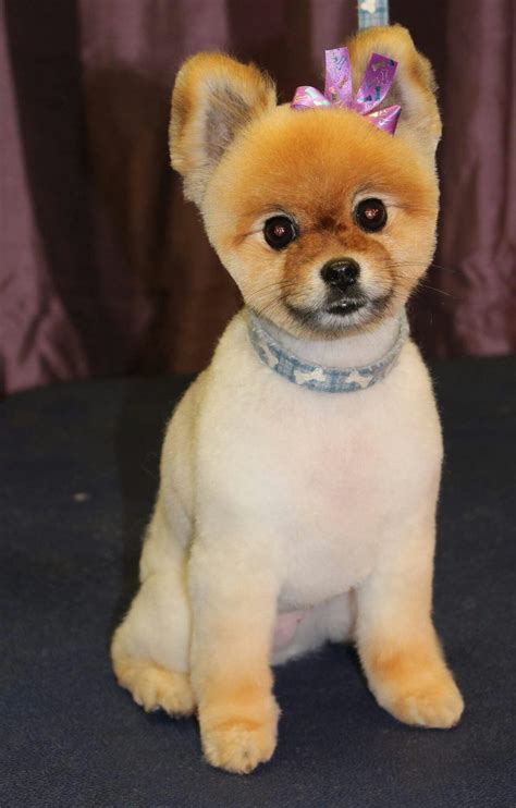 Pomeranian Dog grooming | Pomeranian puppy, Baby pomeranian, Pomeranian puppy teacup