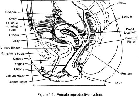 Diagram Internal Female Anatomy - Kiran Lang