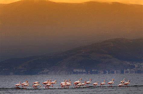 Flamingos gather on the coast of Nea Kios – annoz blog